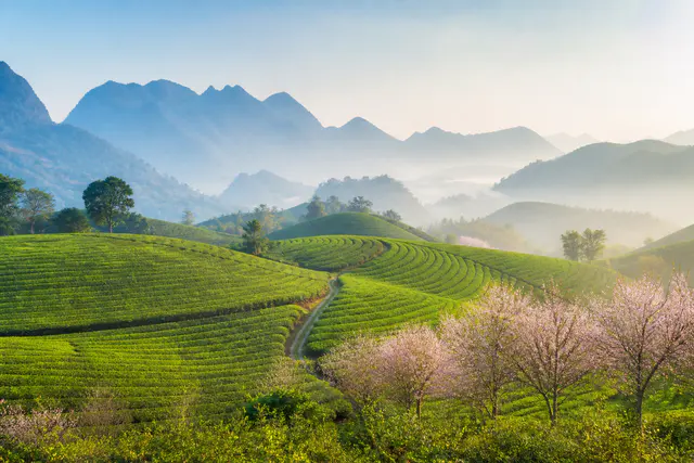 Lịch trình du lịch Mộc Châu 2 ngày 1 đêm tự túc từ Hà Nội